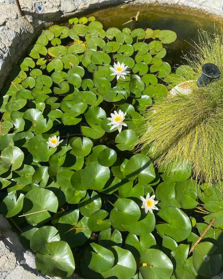 ميليتو دي بورتو سالفو B&B Il Giardino Delle Meraviglie المظهر الخارجي الصورة