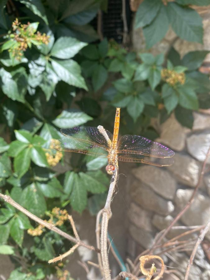 ميليتو دي بورتو سالفو B&B Il Giardino Delle Meraviglie المظهر الخارجي الصورة